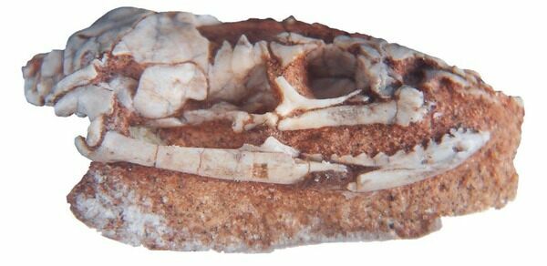 The skull of the fossil snake Najash (Image Credit: Fernando Garberoglio)